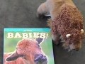 Bison Babies book and stuffed buffalo