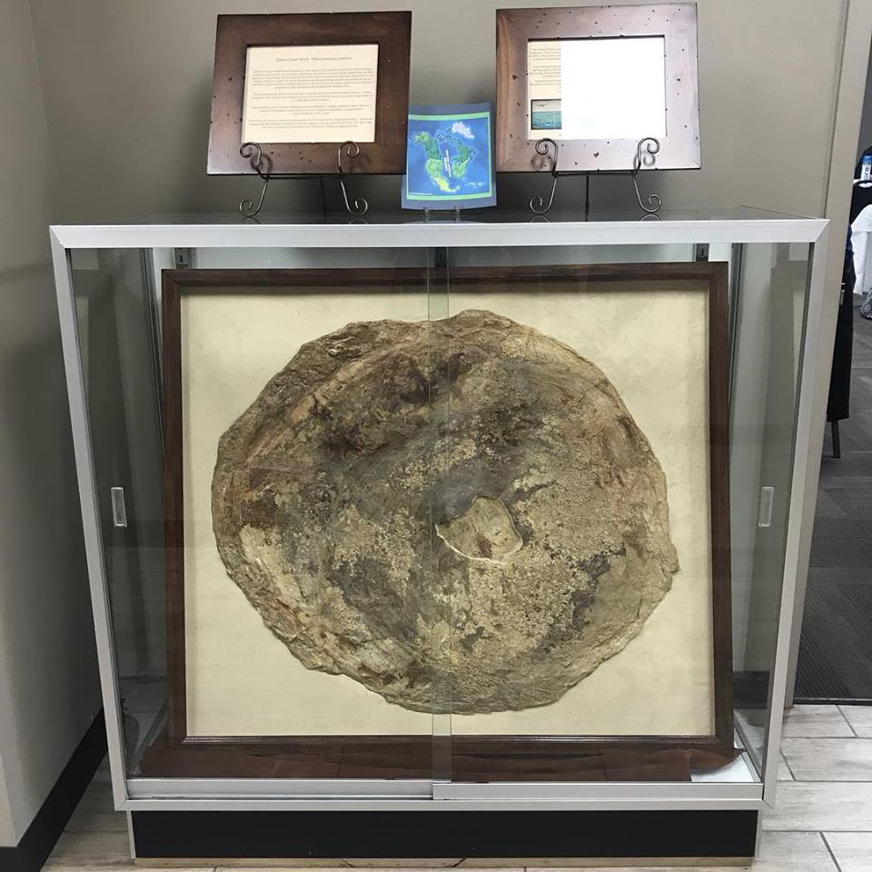 Clam Shell Fossil Display