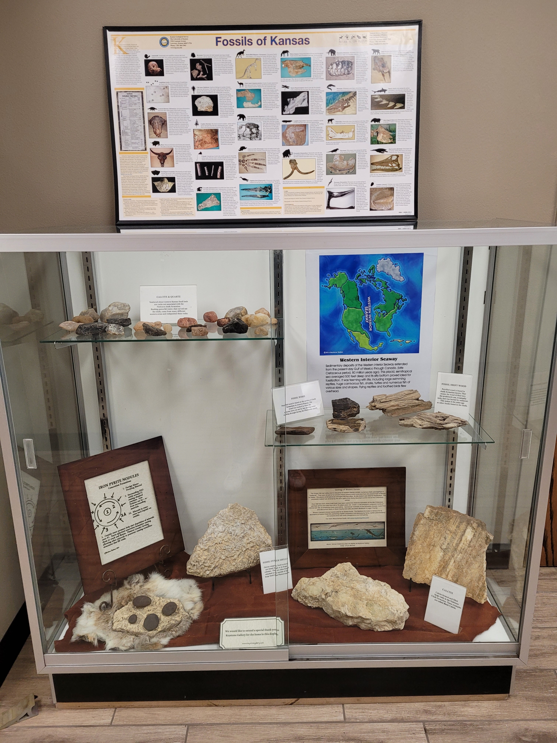 rocks & fossils display